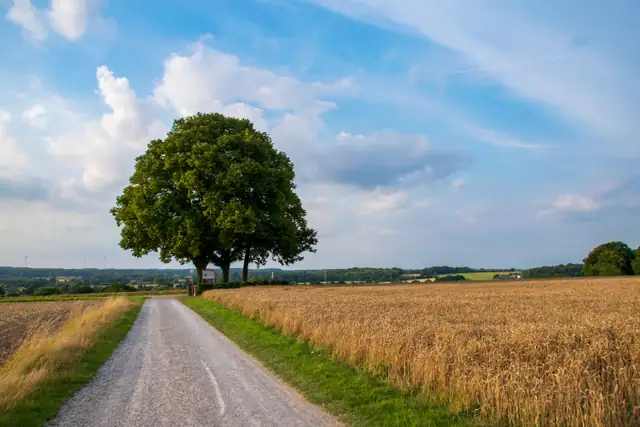 Sommerlicher Blick an den Drei Linden in Coesfeld mit Feldweg, goldenen Feldern und grünen Baumkronen
